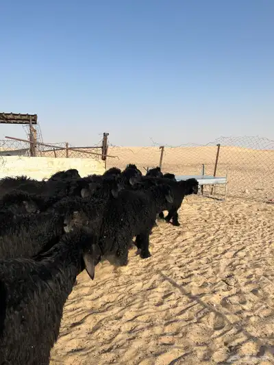 تم البيع 4