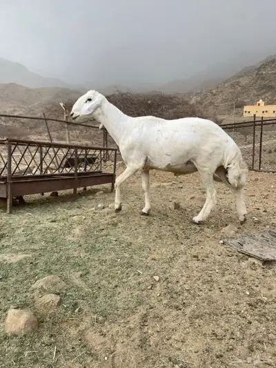 مشروع فحل. 2 4