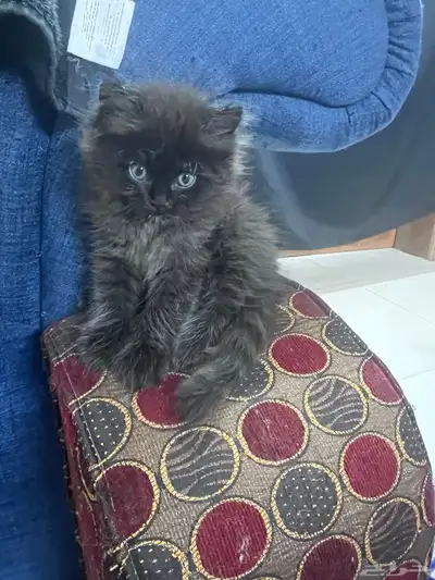 قطة شيرازيه مع اولادها 2