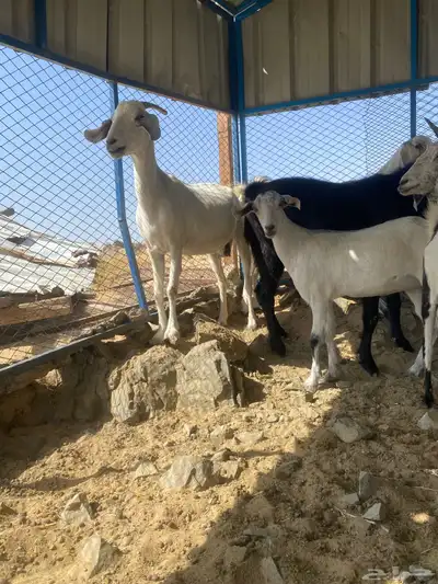 عرض وبيع معزا مقاني بيشيات وعوارض طيبات من الاخير 0