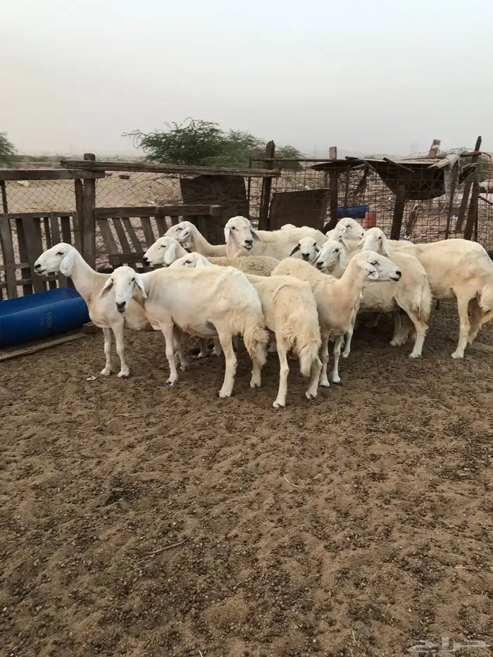 ضان دفع شرط تم البيع 0