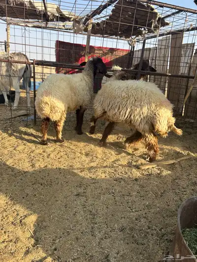 للبيع ثنوات 4
