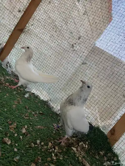 للبيع طبات الام وحشيه والاب قولدن 5
