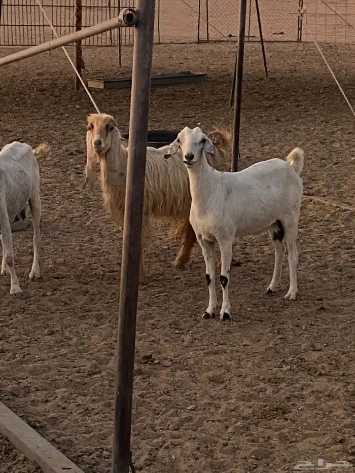 معزا للبيع 2
