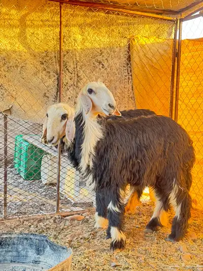 رخال نجد 0