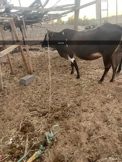 بقره البيع 0