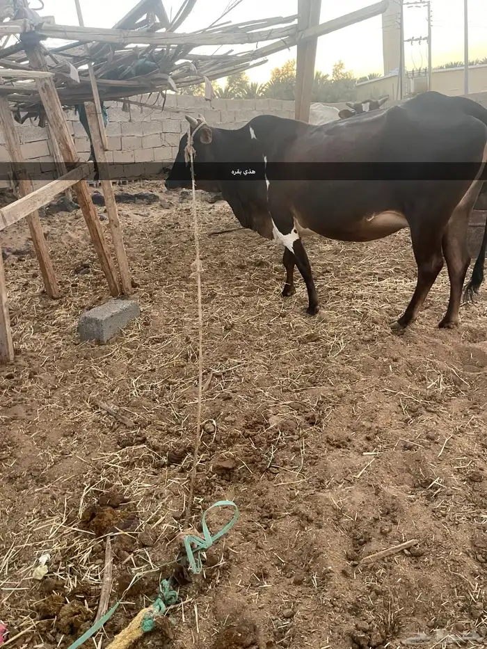 بقره البيع 0