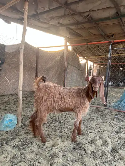 تيس للبيع عمره 4 شهور حد الغلاق 2
