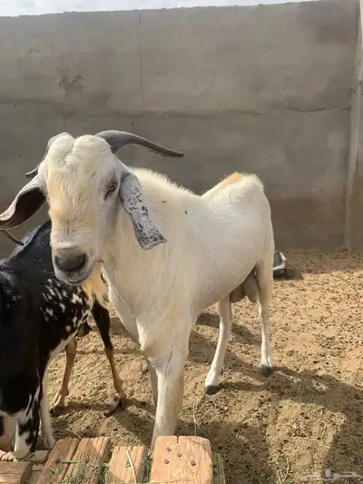 مشاء الله تبارك الله معزاء بيشيات مقاني 2