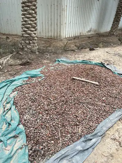 تمور علف للحيوانات 1