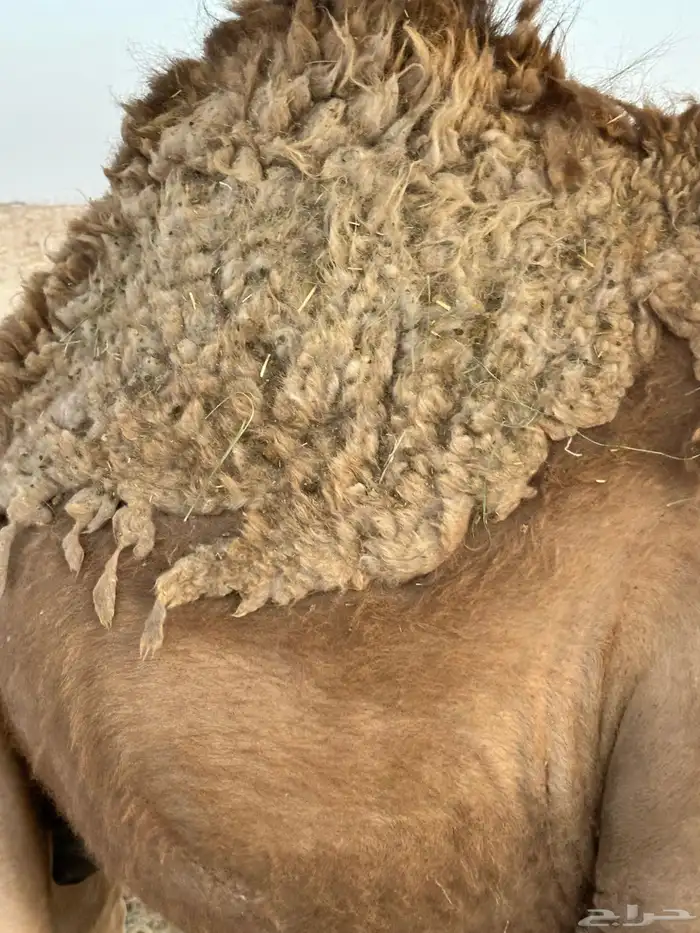 قعود مفرود طيب احمر 3