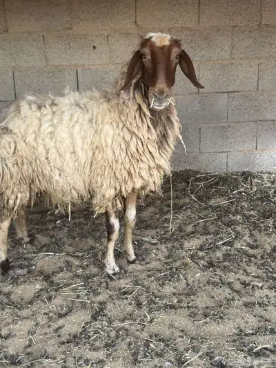 نعيم حيل للبيع 4