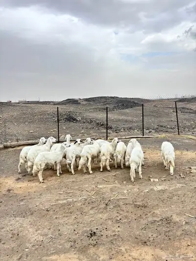 بهم ذبايح للبيع 1