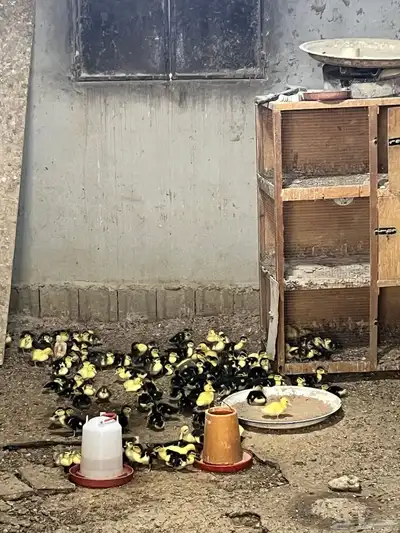 صوص بط بلدي 0