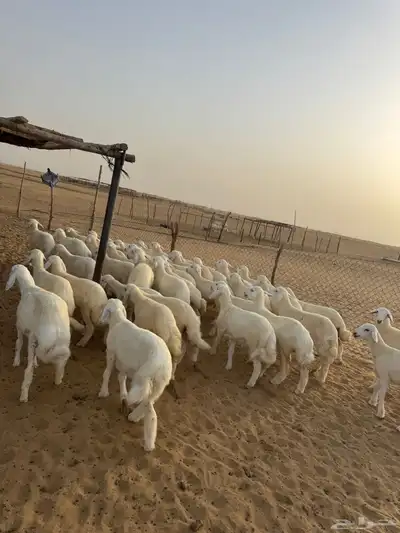 بهم تربيه 1