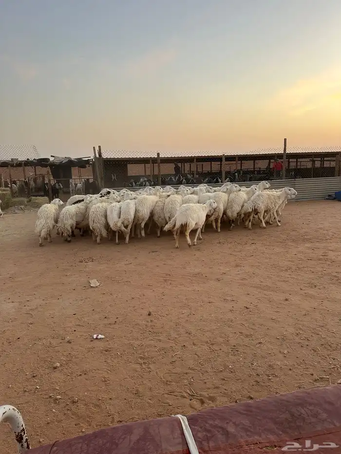 حريات حرش صنف الصنف ( تم البيع ) 14