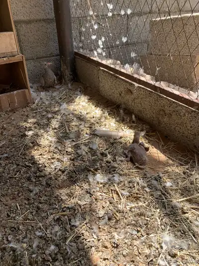 حمام لاحم اجواز سلفر 4