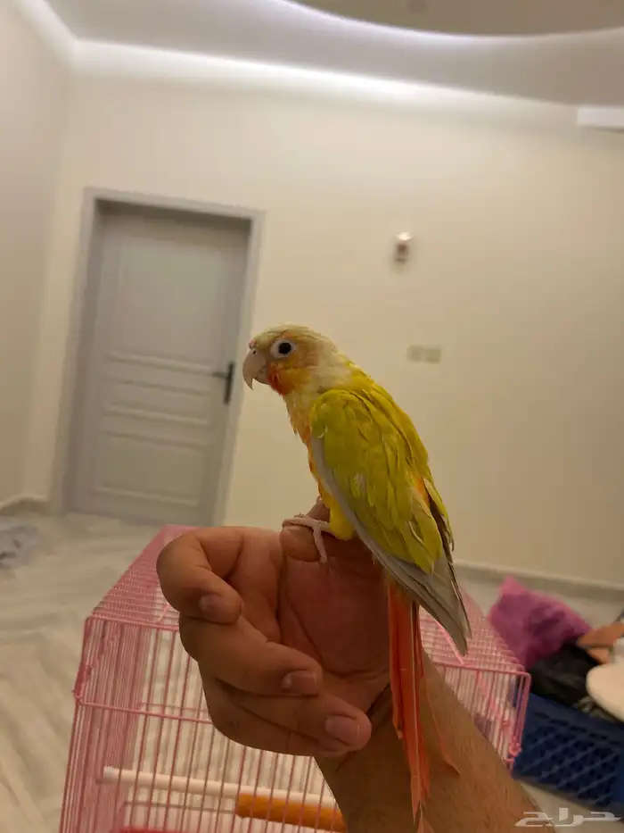 للبيع ببغاء أليف جدا  لعوب  كنيور صن شيك رد فاكتور مع ملحقات 0