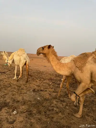 قعود كفو للبيع 7