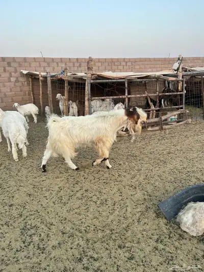 تيس فحل مشروك 2