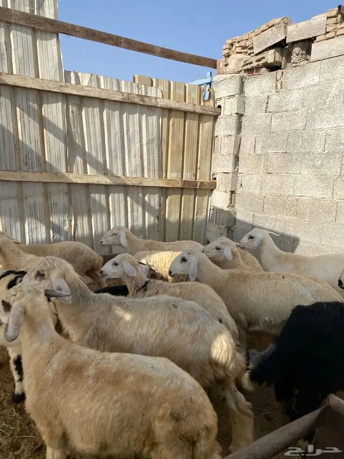 طليان حري ونجدي للبيع مراح شحم فل نظيفه 3