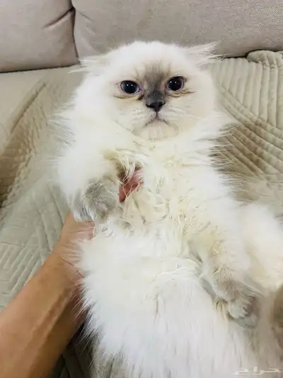قطه للبيع عمرها 3 شهور ونص 4