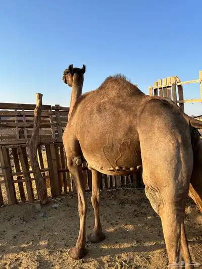 لقحه مجهم من فروع البل مجموع بالحليب ناقة سطل شرط تمم البيعع 1
