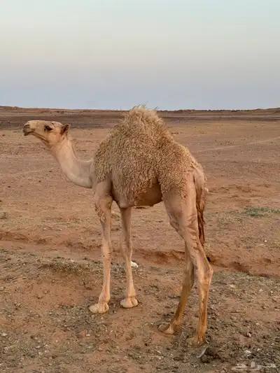 قعود كفو للبيع 2