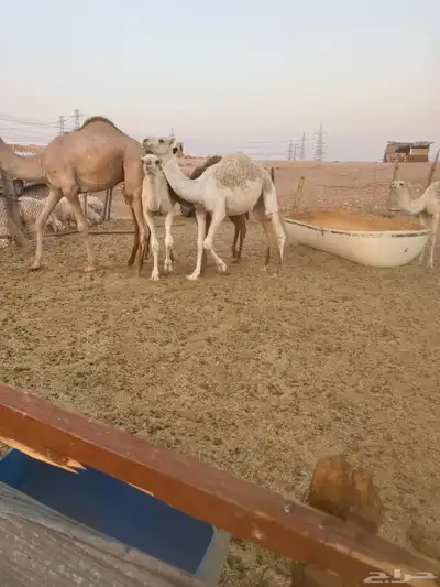 حشوو للبيع 0