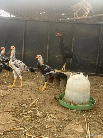 دجاج مهجن للبيع 6
