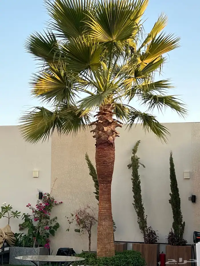 نخيل وزيتون تنسيق 2