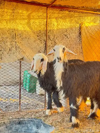 رخال نجد 2