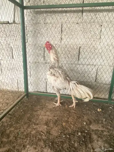 للبيع ديك باكستاني شامو 0