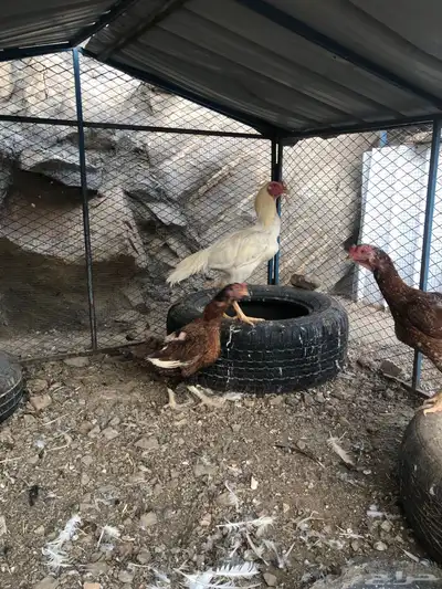 دجاج باكستاني سندي بيور 5