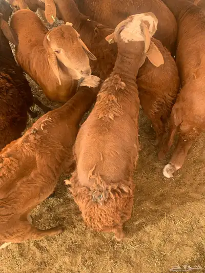 سواكن حمري مرباه 3 شهور ونص 3