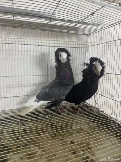 زوج بالجيكي 8