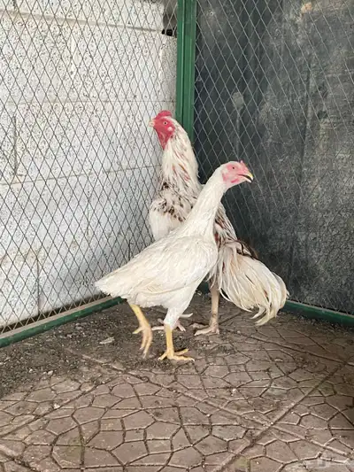 للبيع ديك باكستاني شامو 1