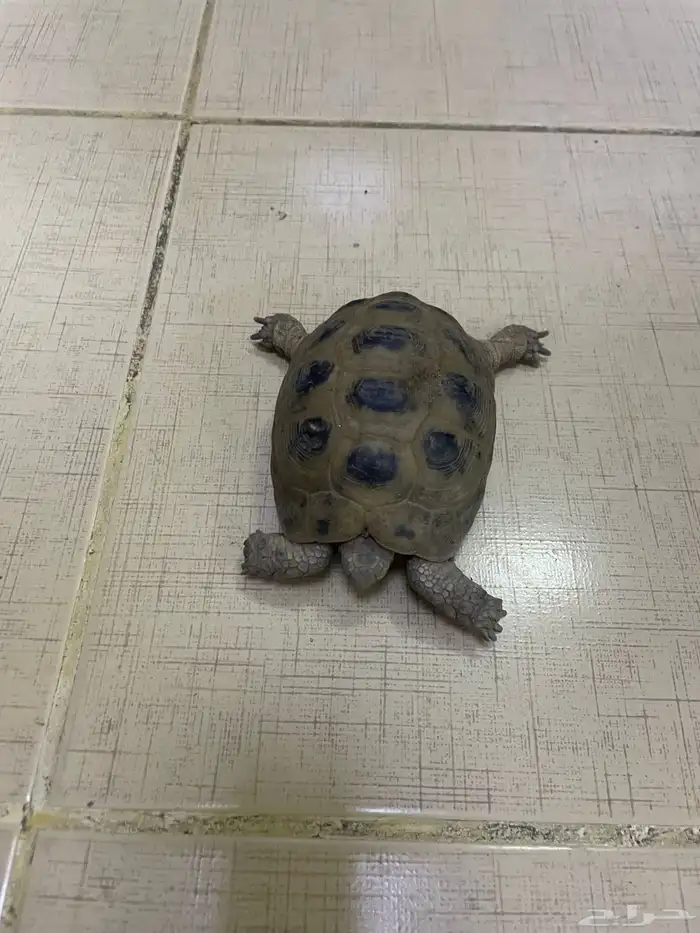 سلحفاه للبيع 2
