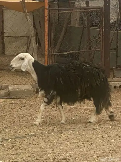 شاه جامع حايل ضهر فل جبره طرفها وسط الموقع طريب 0
