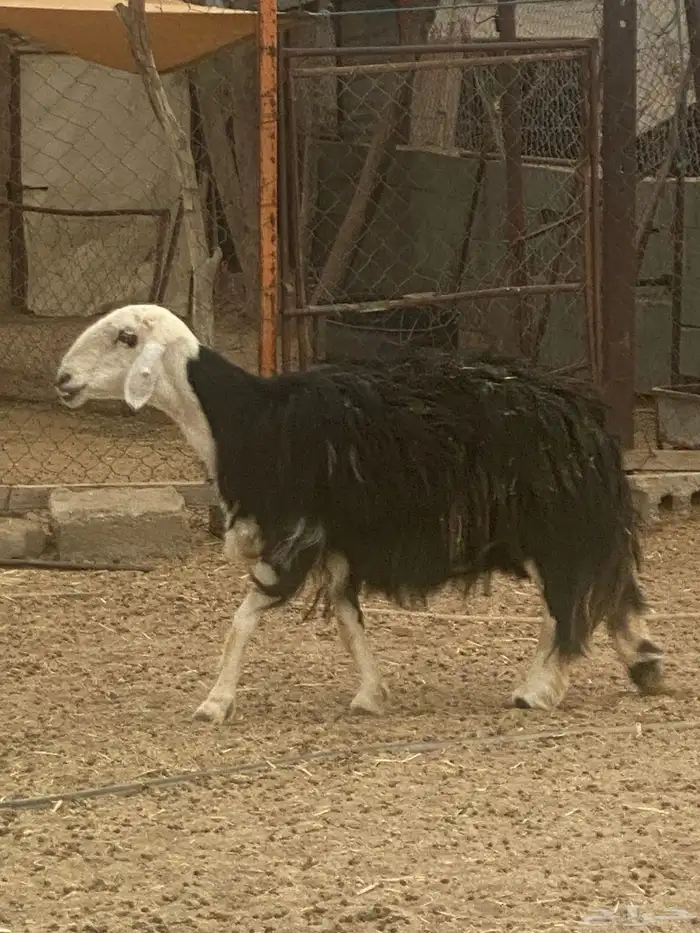 شاه جامع حايل ضهر فل جبره طرفها وسط الموقع طريب 0
