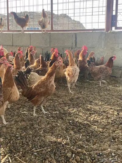دجاج بلدي بياض 1