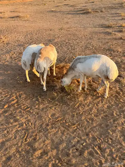 ذبائح للبيع 2