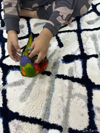 لوري اليف وعدد ومتكلم 6