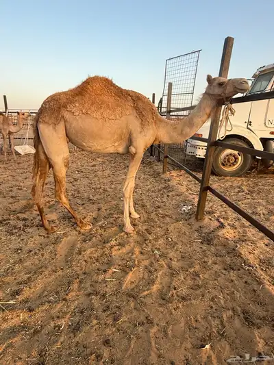 رحول خلفه ثنيه طابع شرط 1