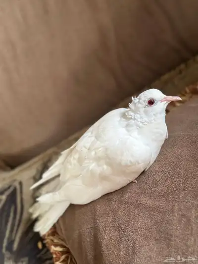 قمري 0