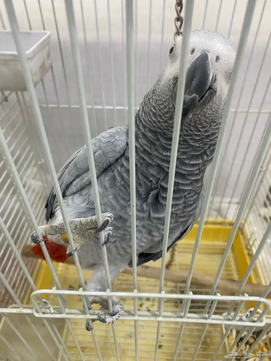 للبيع كاسكو index