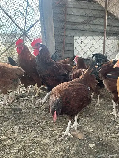 دجاج تركي 5