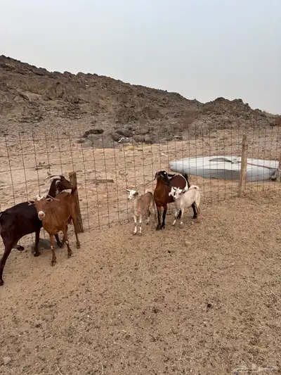 معزا للبيع 1