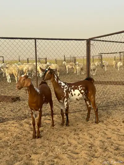 جفار دهم (تم البيع ) 3