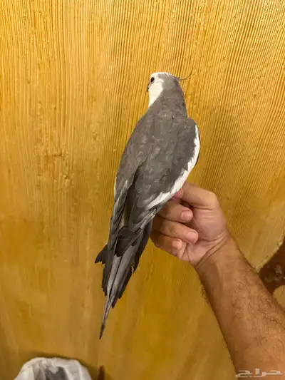 ذكر كروان هولندي 2